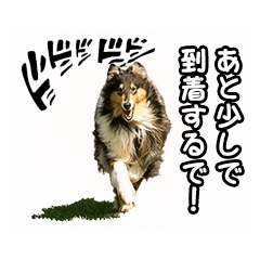[LINEスタンプ] She is WHO！