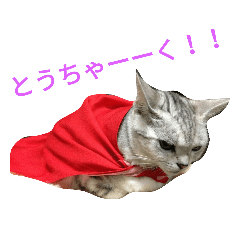 [LINEスタンプ] 猫(留奈)スタンプ