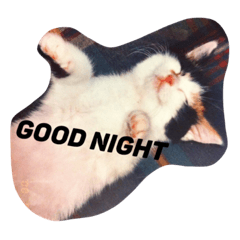[LINEスタンプ] めめたんとハル