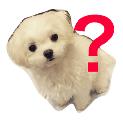 [LINEスタンプ] マルチーズ める。