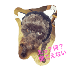 [LINEスタンプ] ミディプー