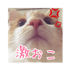 [LINEスタンプ] メインクーンのてまりちゃん