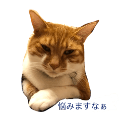 [LINEスタンプ] 茶白坊ちゃん猫