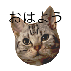 [LINEスタンプ] 猫の福くん