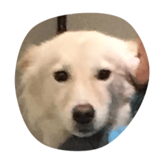 [LINEスタンプ] ざっしゅのしんじ