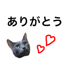 [LINEスタンプ] 猫のミュウちゃん
