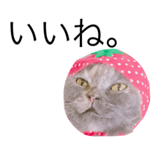 [LINEスタンプ] 黒ポメのポコと猫with可憐