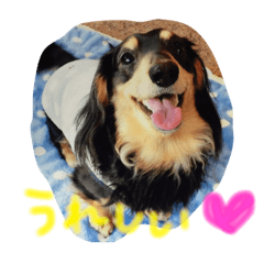 [LINEスタンプ] 愛犬ライトその2