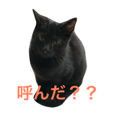 [LINEスタンプ] ニャンファミリー