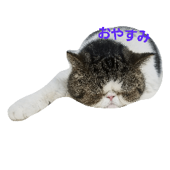 [LINEスタンプ] 鼻ぺちゃ猫ちゃんのひとことスタンプ②