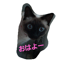[LINEスタンプ] にゃんぱら族