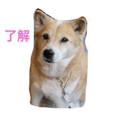 [LINEスタンプ] 無愛想犬のスタンプその2