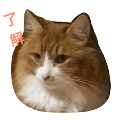 [LINEスタンプ] naruo5