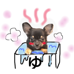 [LINEスタンプ] チワワのこむぎちゃん