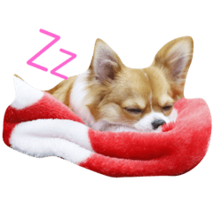 [LINEスタンプ] ちわわakaチビわわ