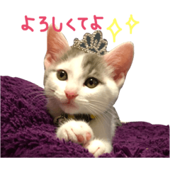 [LINEスタンプ] 使えそうで使えない少し使えるスタンプ
