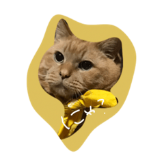 [LINEスタンプ] わがやのねこたち。使えるスタンプ