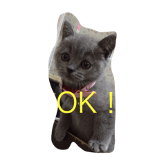 [LINEスタンプ] ブリティッシュショートヘアの女の子