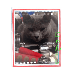 [LINEスタンプ] lovelymycat.s