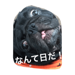 [LINEスタンプ] ボクはペコだよ❣️