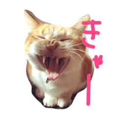 [LINEスタンプ] ねこみっつ