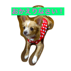 [LINEスタンプ] くーちゃんとあそぼ^_^