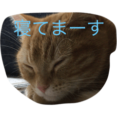 [LINEスタンプ] にゃー！