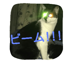 [LINEスタンプ] 白黒のツナとマヨ