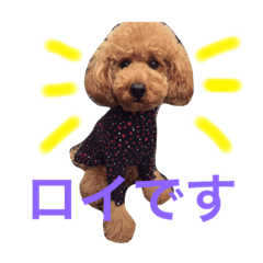 [LINEスタンプ] 大きめトイプードルのロイ
