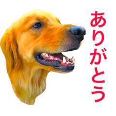 [LINEスタンプ] こころ  愛犬