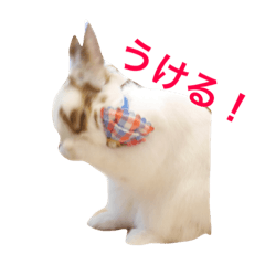 [LINEスタンプ] うさぎのポロさんスタンプ