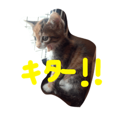 [LINEスタンプ] 我が家癒やし隊