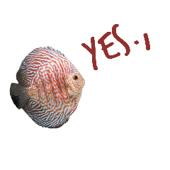 [LINEスタンプ] Discus fish