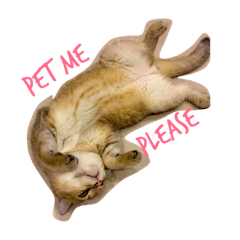 [LINEスタンプ] Kitty Overload Vol.1