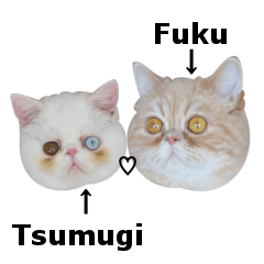 [LINEスタンプ] ふく＆つむぎ（鼻ペチャねこ）