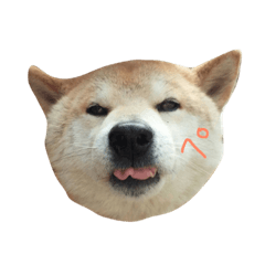 [LINEスタンプ] 柴犬 ふじまる
