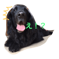 [LINEスタンプ] くろーい犬