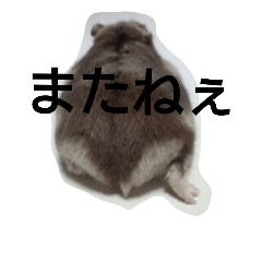 [LINEスタンプ] My cute hamsters 