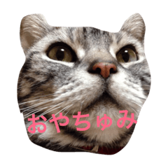 [LINEスタンプ] ねこづくし♡