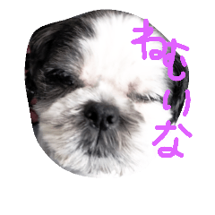 [LINEスタンプ] シーズー ぽぽとすず 