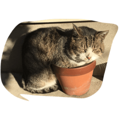 [LINEスタンプ] ねこに元気もらってる。 