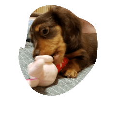 [LINEスタンプ] Dog photos of stamp2