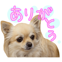 [LINEスタンプ] 犬と楽しむ日常会話集