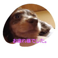 [LINEスタンプ] Dog photos of stamp3