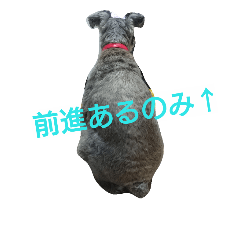 [LINEスタンプ] tiger's life2