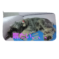 [LINEスタンプ] タイガの日常1