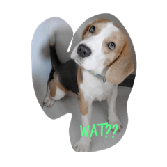 [LINEスタンプ] sushi say wat！