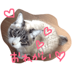 [LINEスタンプ] ナナと一緒