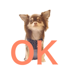 [LINEスタンプ] 愛犬モコの日常