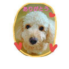 [LINEスタンプ] 愛犬きなこのスタンプ